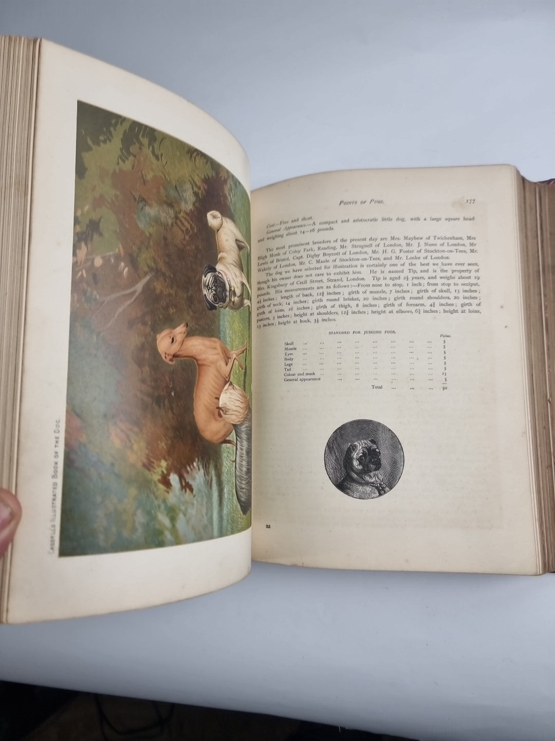 The Illustrated Book of the Dog. SHAW, Vero Kemball 1881 1st Edition