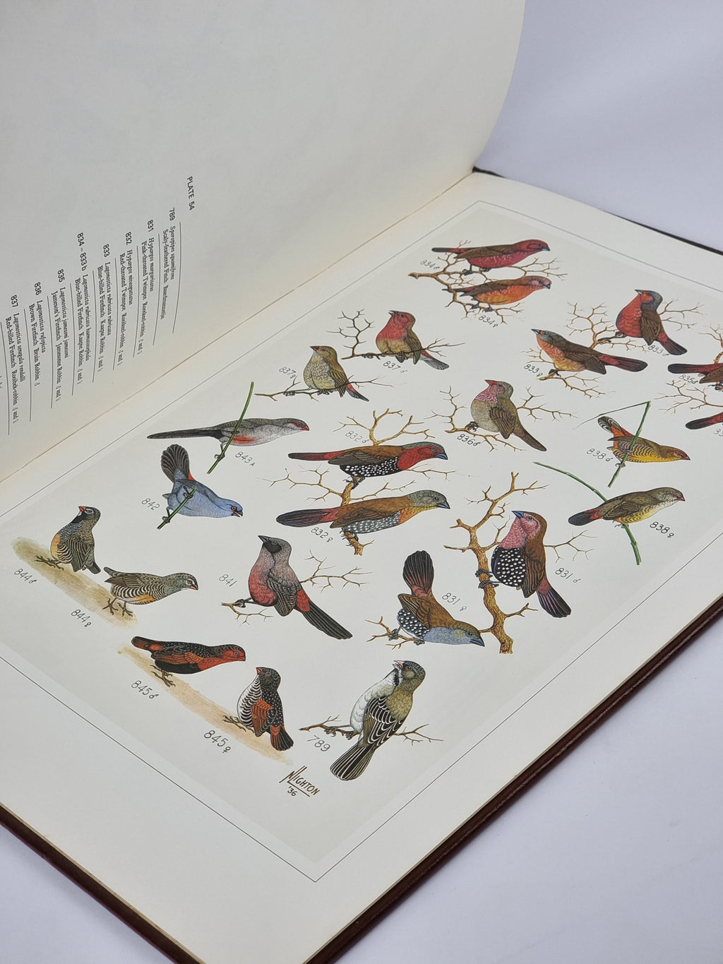 The Paintings of Norman Lighton for Roberts Birds of South Africa — 1st Limited Edition
