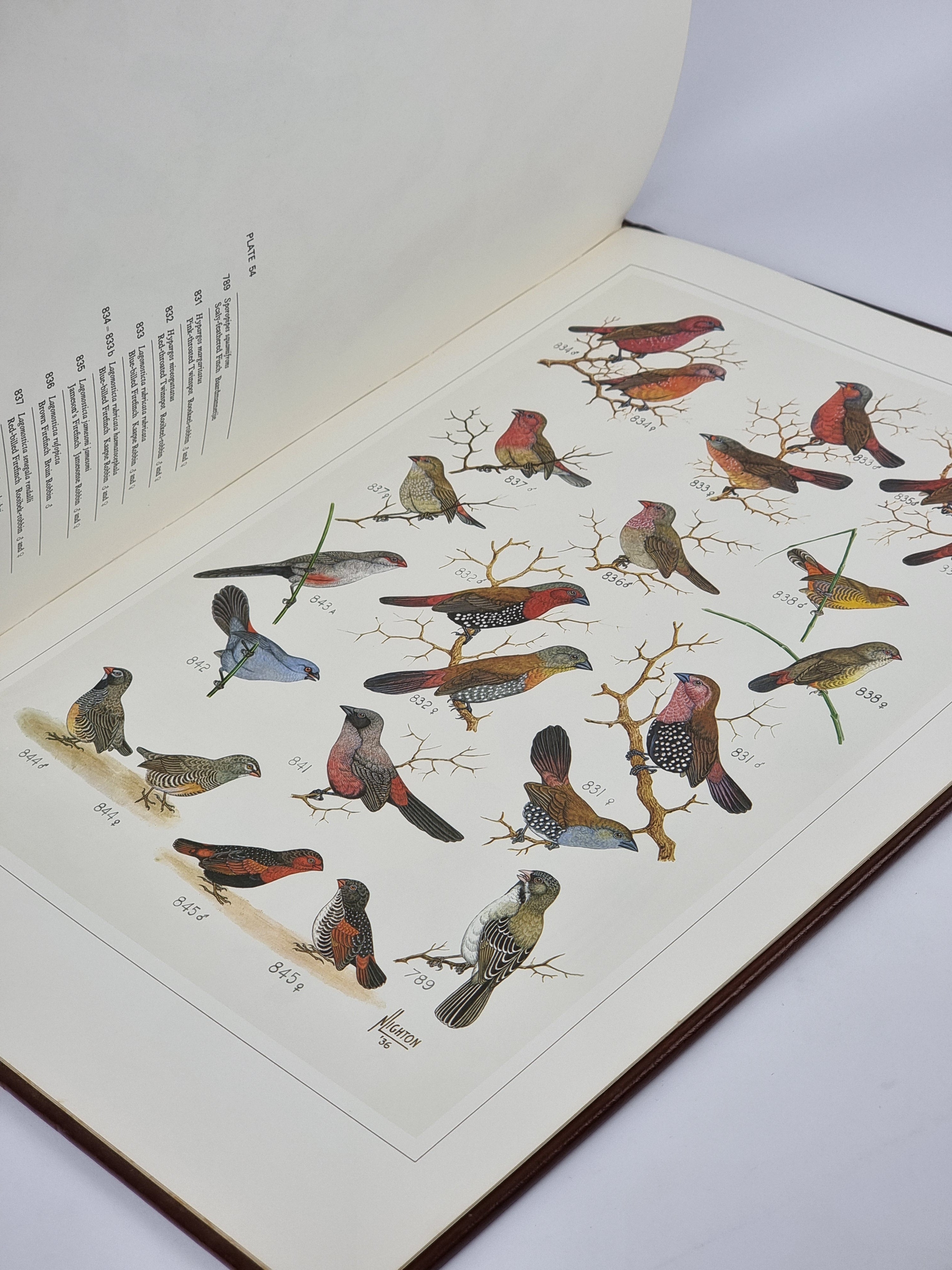 The Paintings of Norman Lighton for Roberts Birds of South Africa — 1st Limited Edition