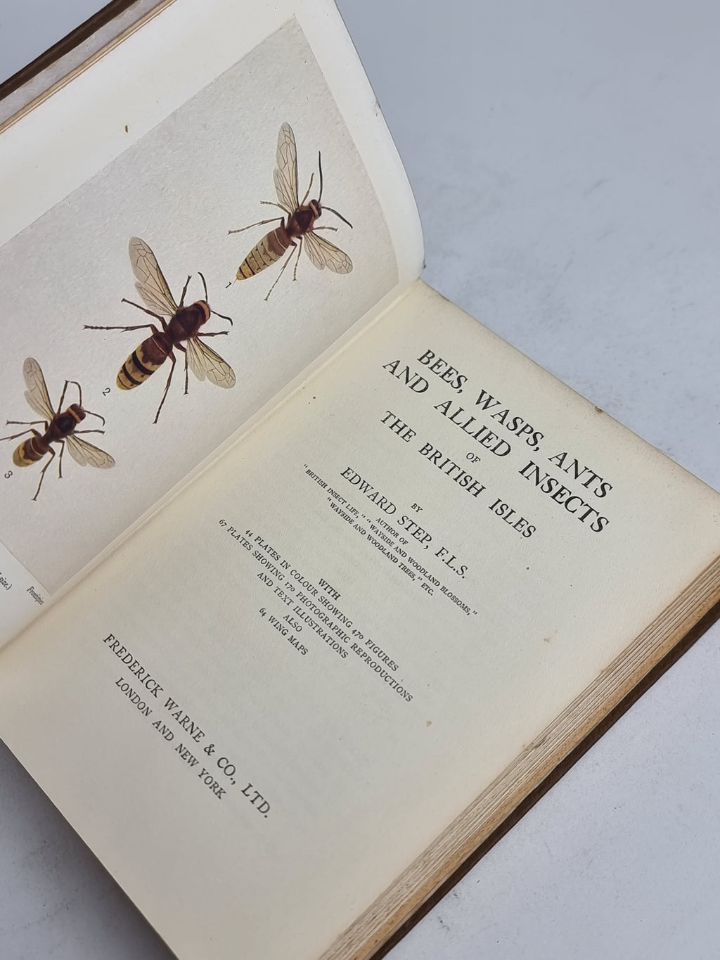 Bees, Wasps, Ants & Allied Insects of the British Isles, Edward Step — 1st Edition