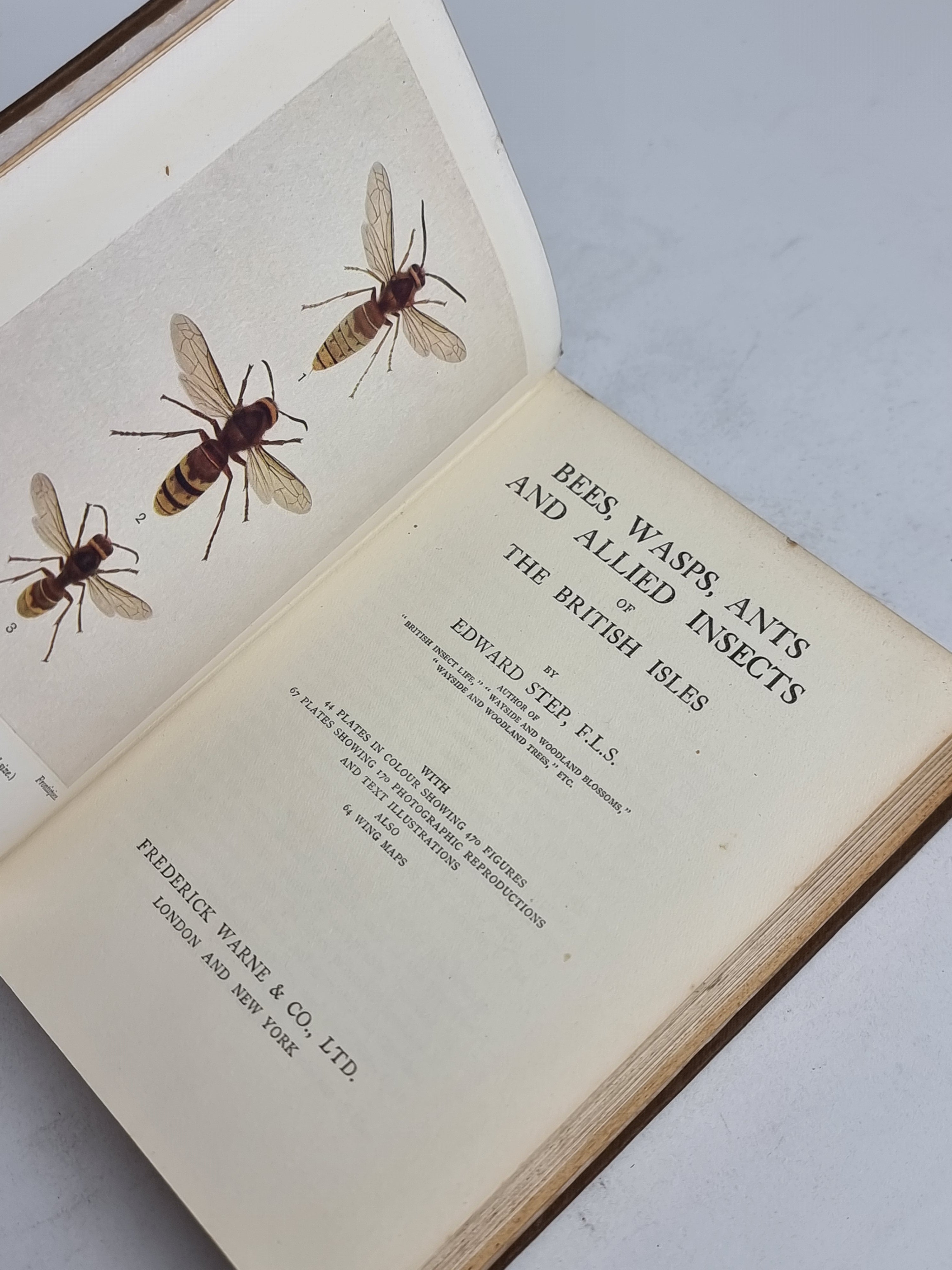 Bees, Wasps, Ants & Allied Insects of the British Isles, Edward Step — 1st Edition