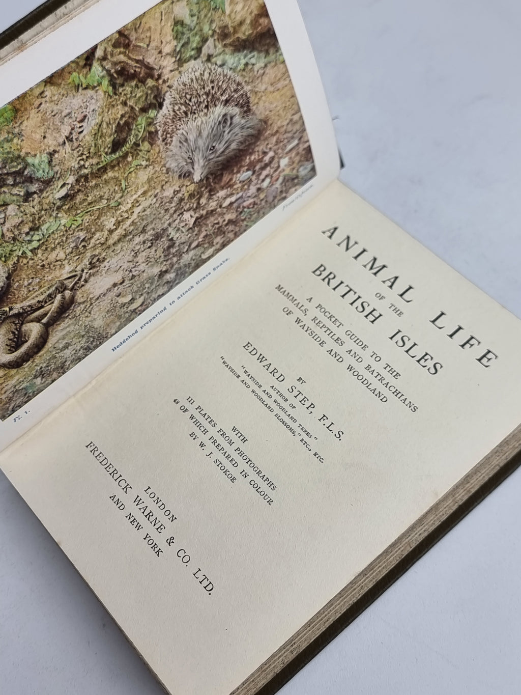 Animal Life of the British Isles, Edward Step, F.L.S. — 3rd Impression