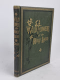 Wild Flowers of the Holy Land, Mrs Hannah Zeller — [c. 1875]