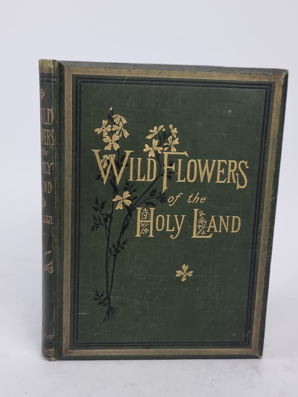 Wild Flowers of the Holy Land, Mrs Hannah Zeller — [c. 1875]