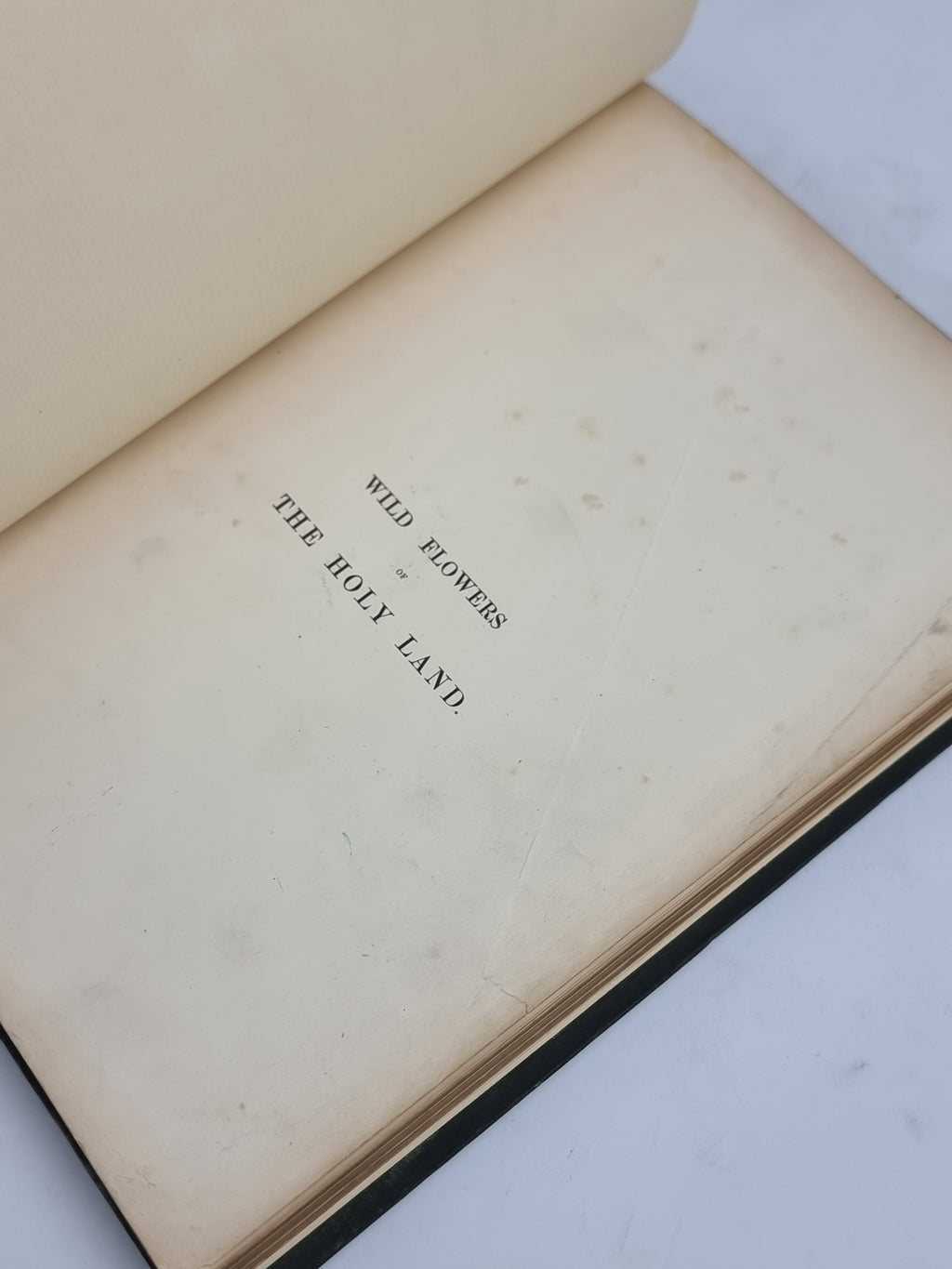 Wild Flowers of the Holy Land, Mrs Hannah Zeller — [c. 1875]