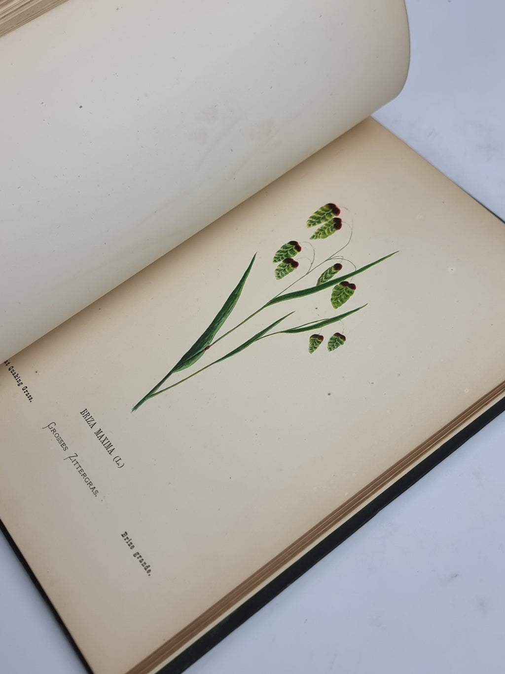 Wild Flowers of the Holy Land, Mrs Hannah Zeller — [c. 1875]