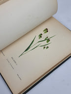 Wild Flowers of the Holy Land, Mrs Hannah Zeller — [c. 1875]
