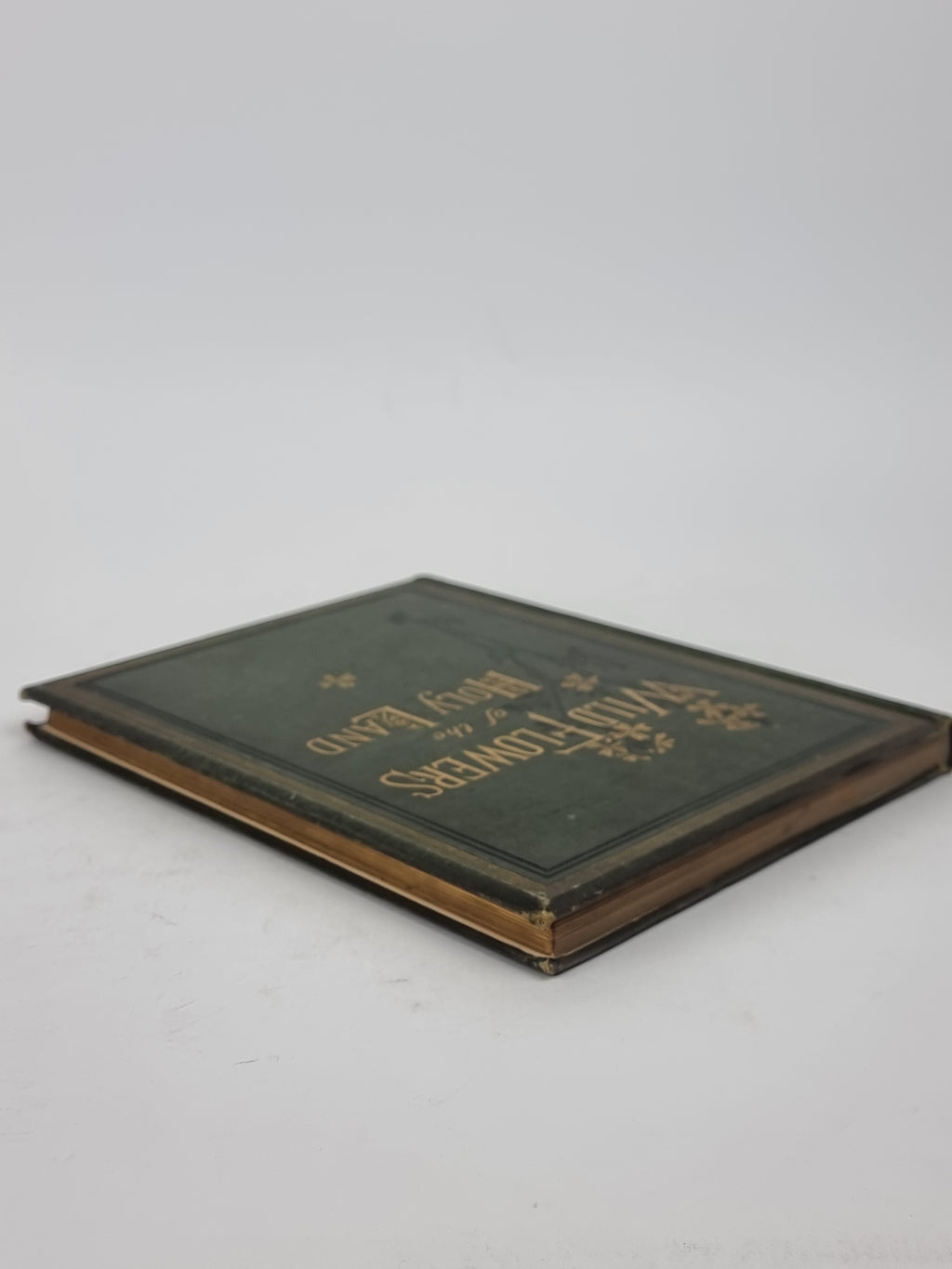 Wild Flowers of the Holy Land, Mrs Hannah Zeller — [c. 1875]