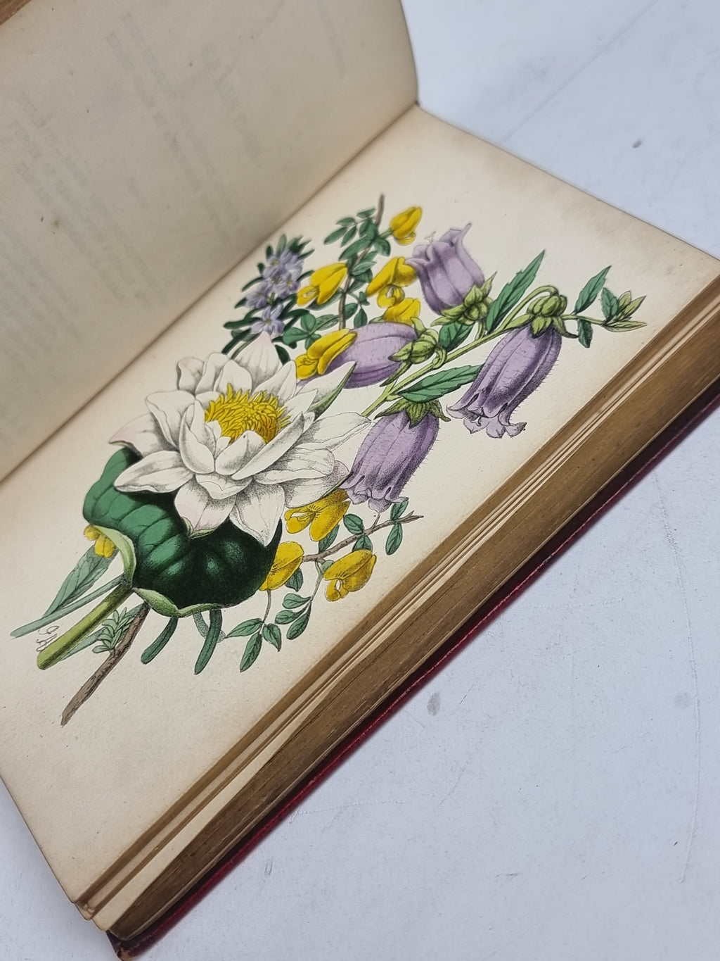 The Poetical Language of Flowers; or, The Pilgrimage of Love, Thomas Miller