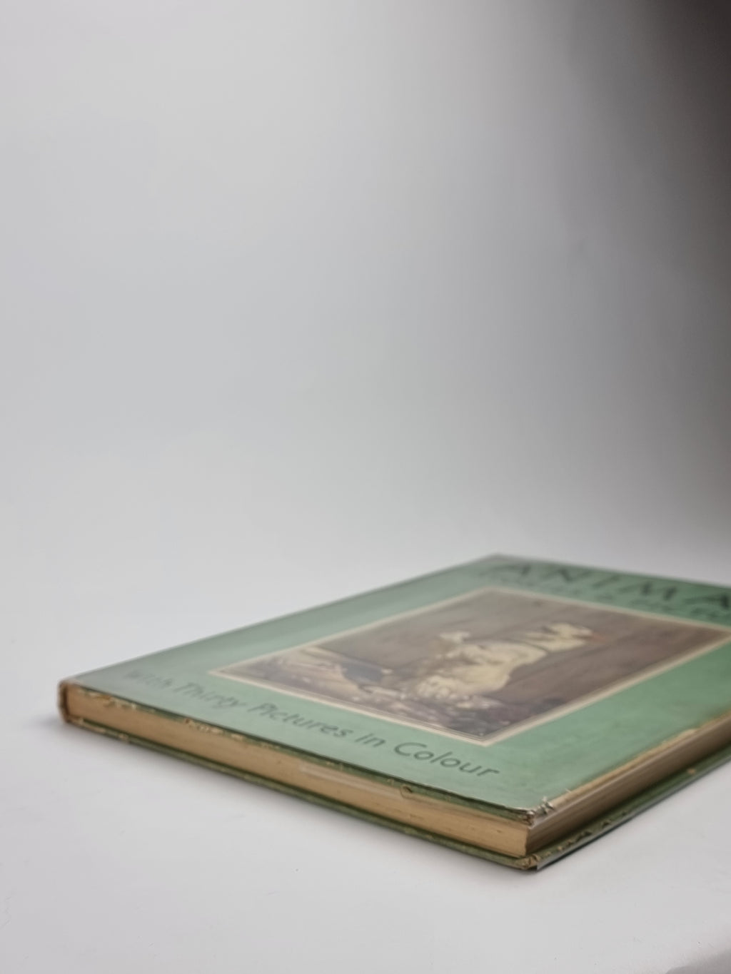 Animals: Stories & Pictures — 1st Edition