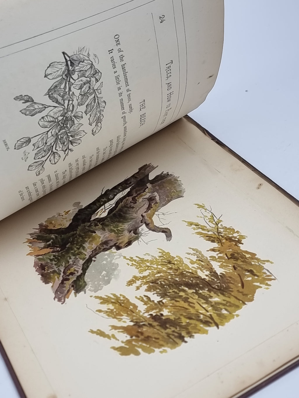 Trees, and How to Paint Them in Water-Colours, W. H. J. Boot — 1st Edition