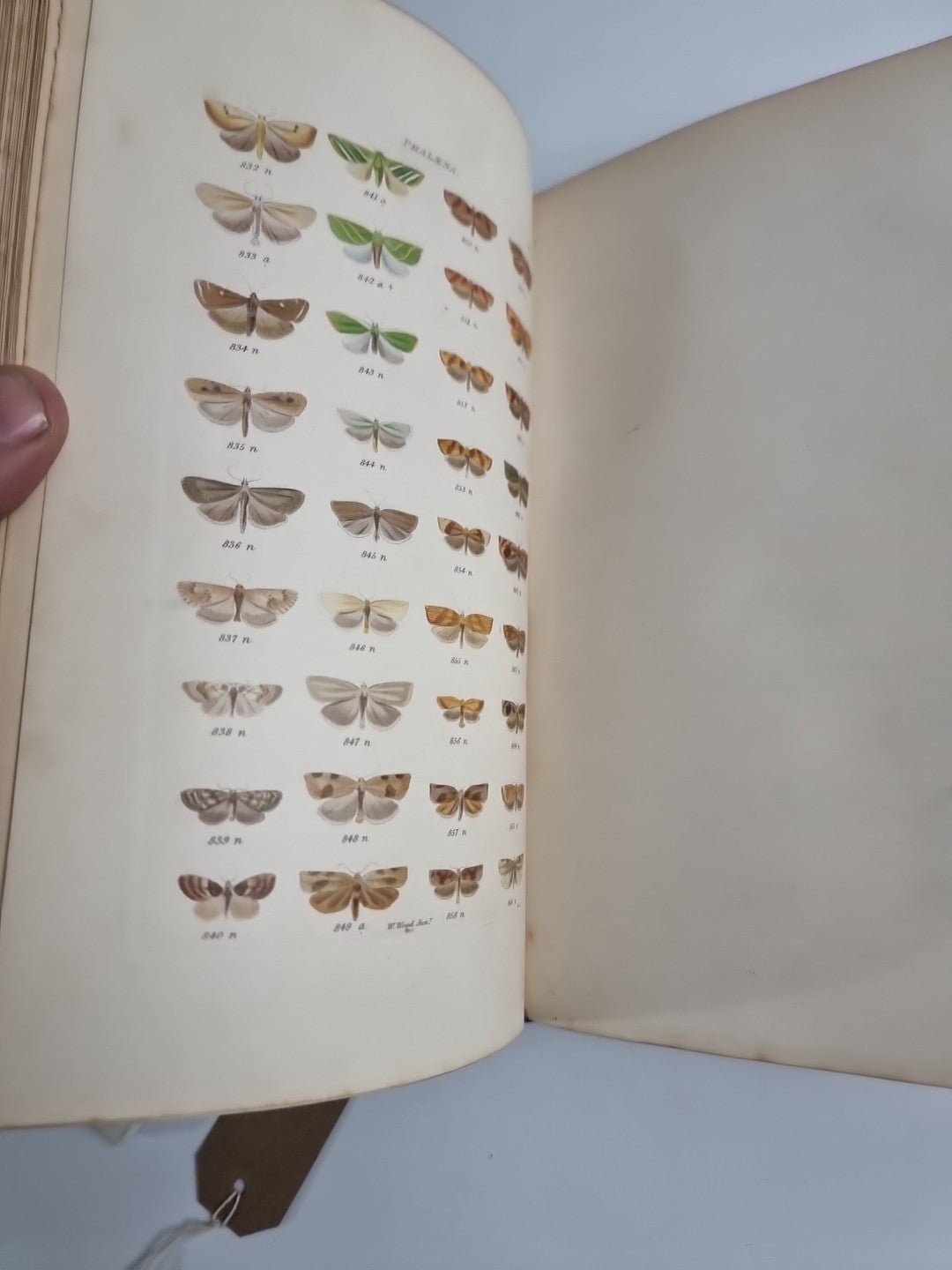 INDEX ENTOMOLOGICUS; or, A COMPLETE ILLUSTRATED CATALOGUE 1854