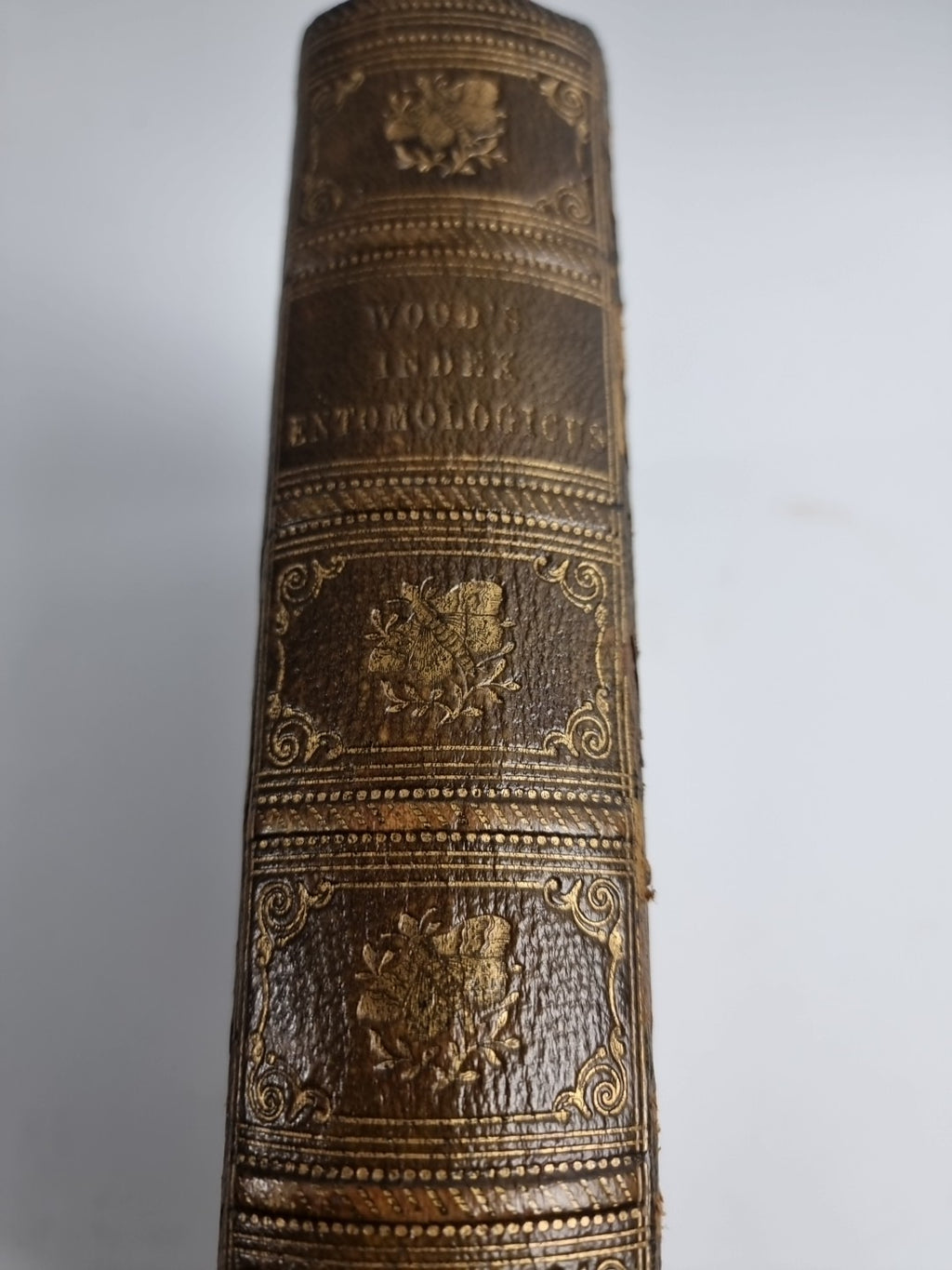 INDEX ENTOMOLOGICUS; or, A COMPLETE ILLUSTRATED CATALOGUE 1854
