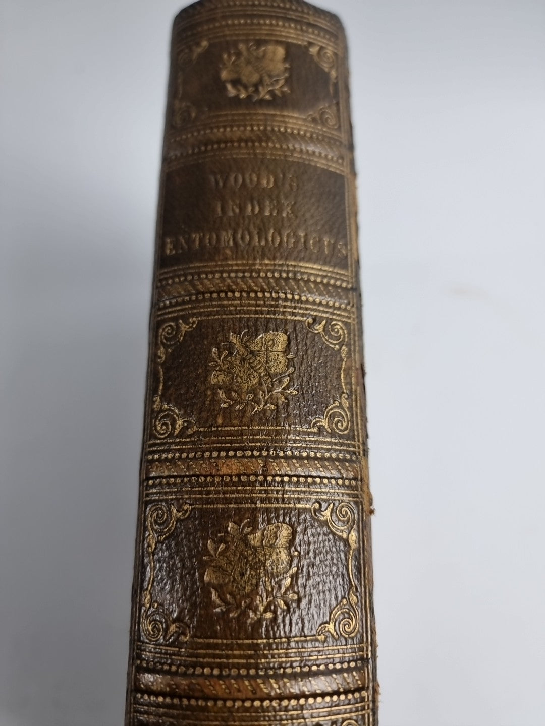 INDEX ENTOMOLOGICUS; or, A COMPLETE ILLUSTRATED CATALOGUE 1854