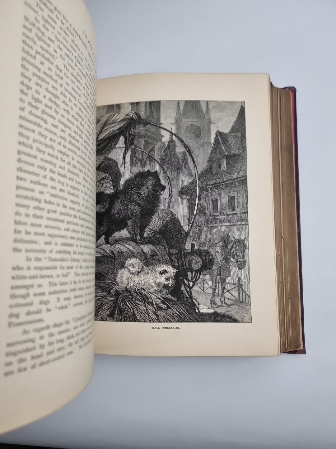 The Illustrated Book of the Dog. SHAW, Vero Kemball 1881 1st Edition