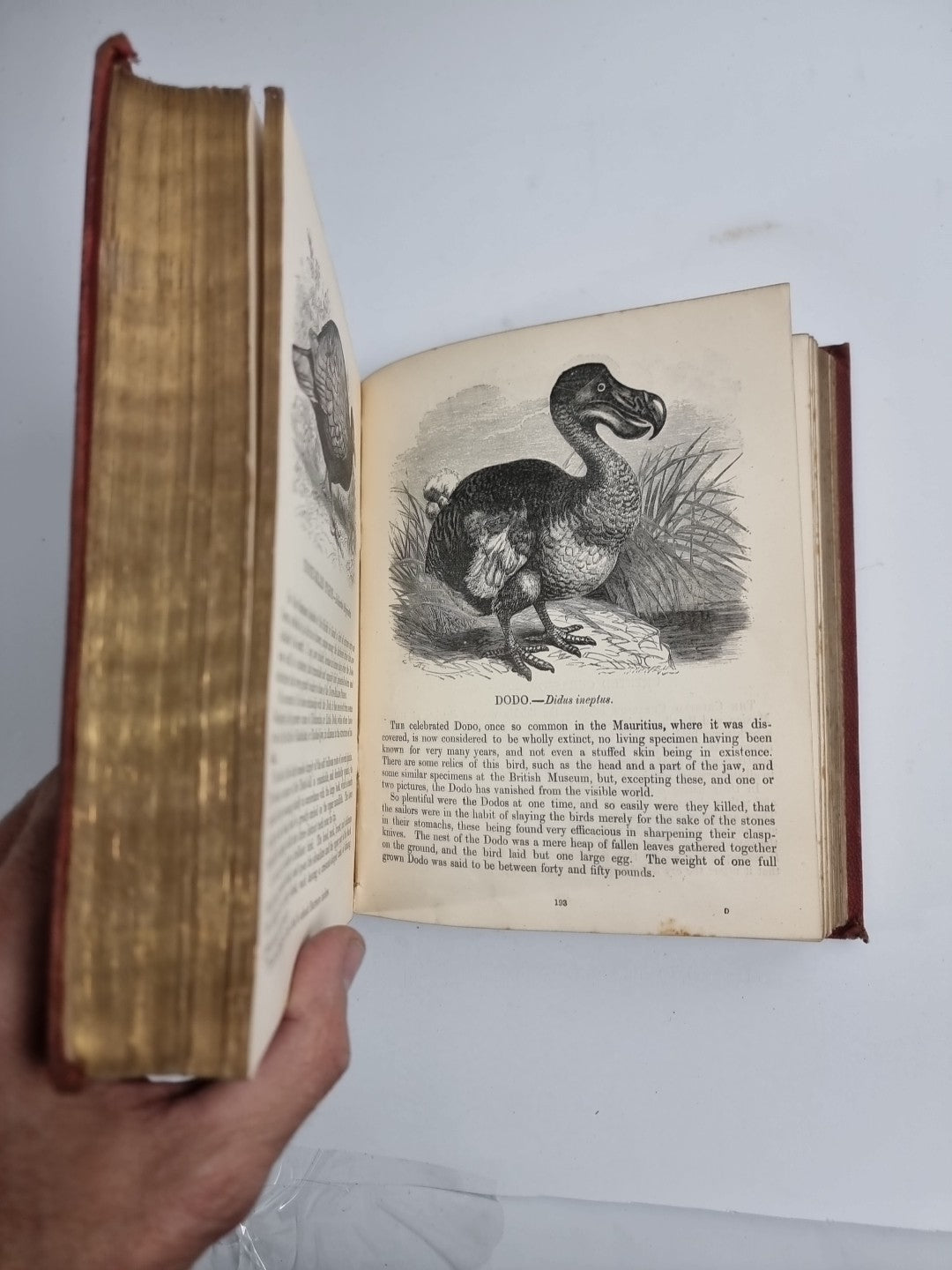 Routledge's Popular Natural History, Rev. J G Wood 1874, 