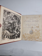 Routledge's Popular Natural History, Rev. J G Wood 1874, 
