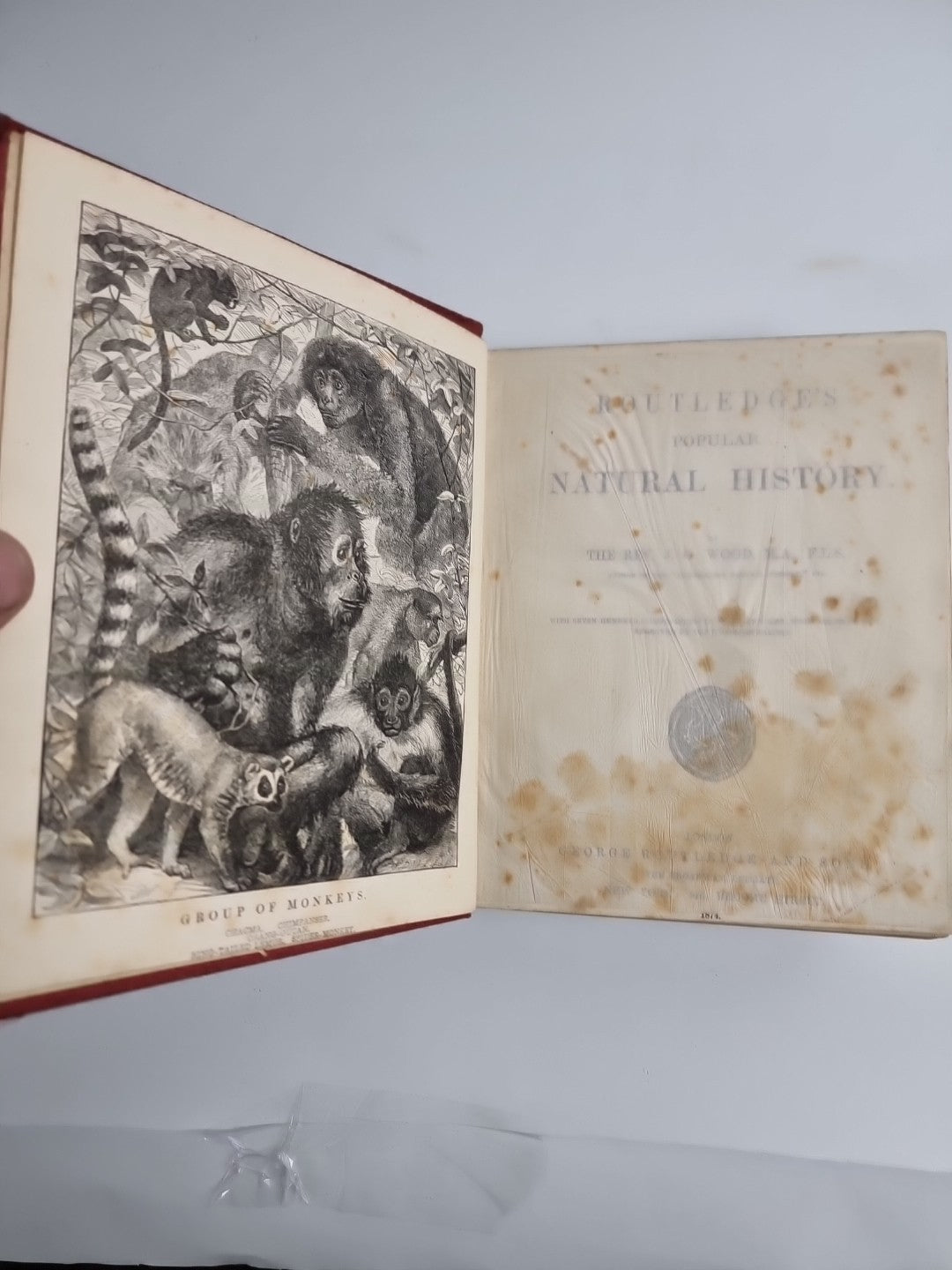 Routledge's Popular Natural History, Rev. J G Wood 1874, 