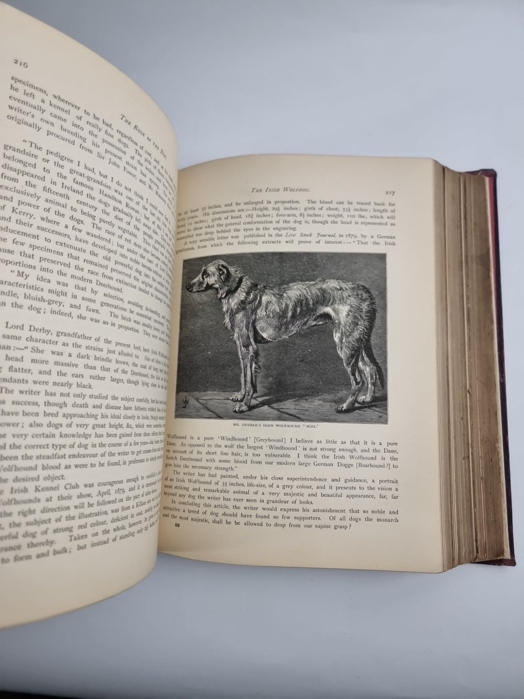 The Illustrated Book of the Dog. SHAW, Vero Kemball 1881 1st Edition