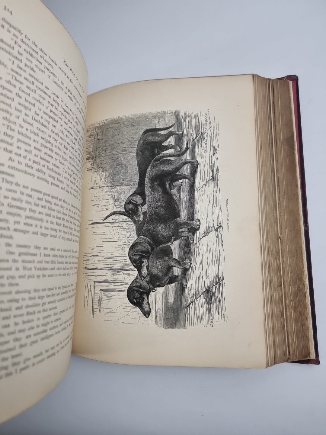 The Illustrated Book of the Dog. SHAW, Vero Kemball 1881 1st Edition