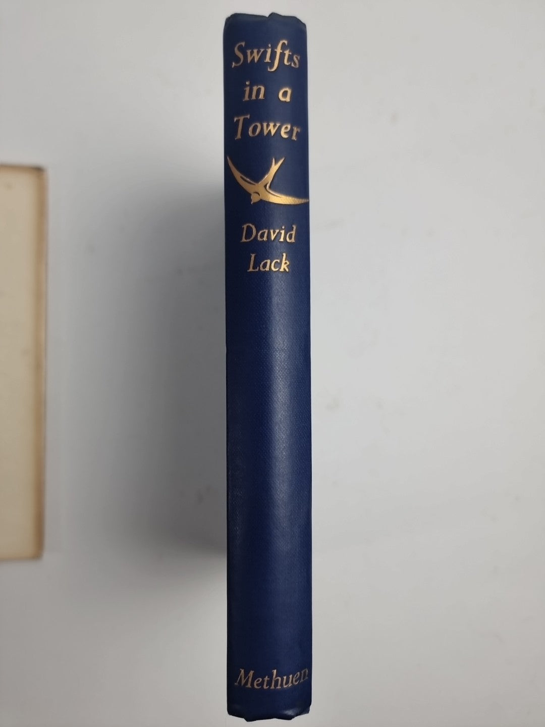 Swifts in a Tower - David Lack - 1956 1st Edition, Fine HB-DJ