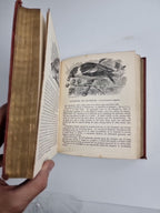Routledge's Popular Natural History, Rev. J G Wood 1874, 