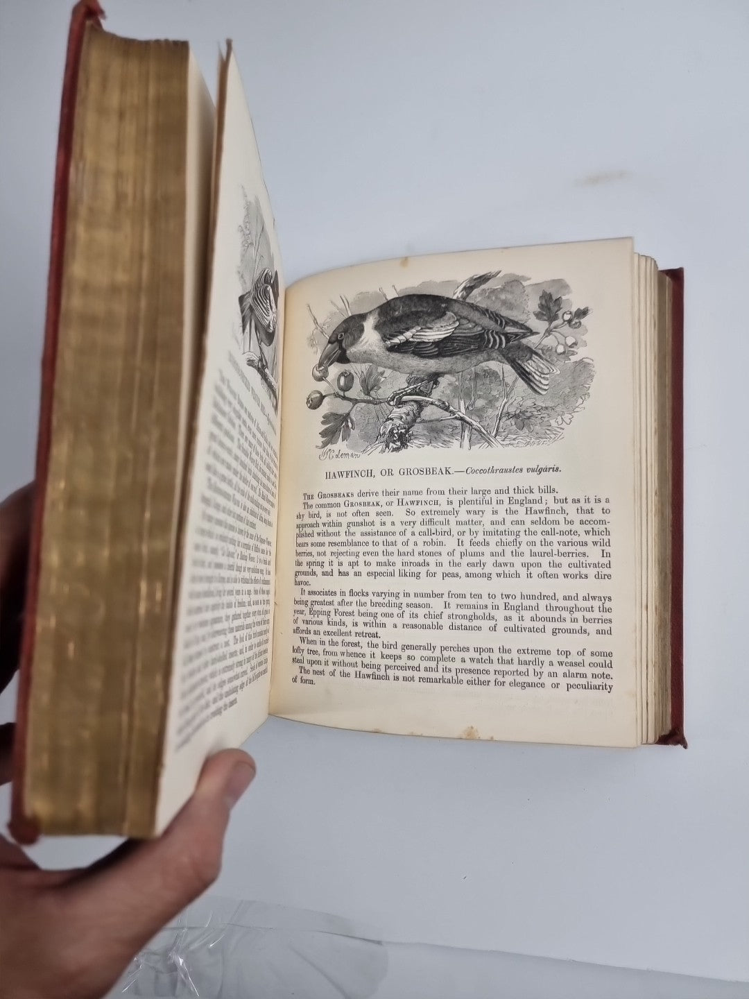 Routledge's Popular Natural History, Rev. J G Wood 1874, 