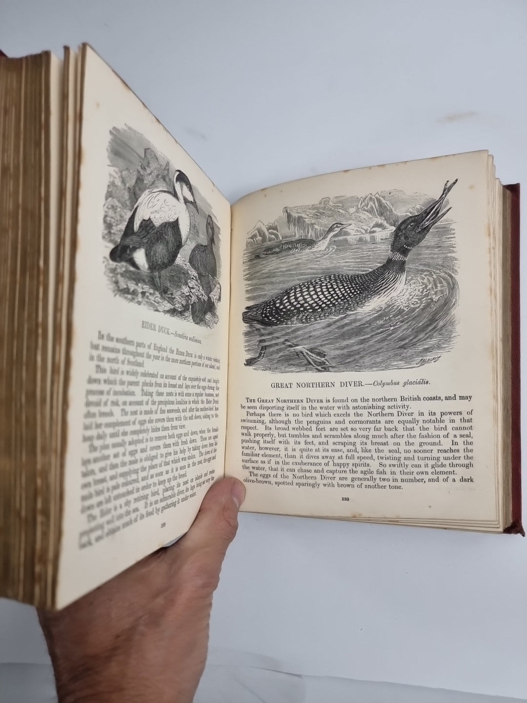 Routledge's Popular Natural History, Rev. J G Wood 1874, 