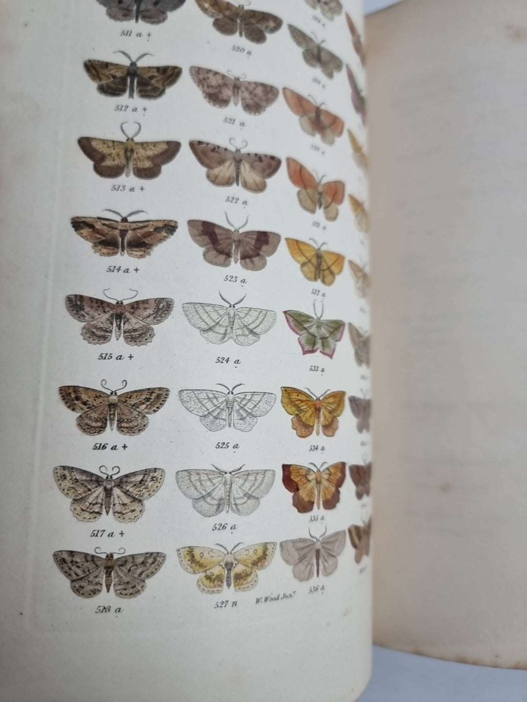 INDEX ENTOMOLOGICUS; or, A COMPLETE ILLUSTRATED CATALOGUE 1854