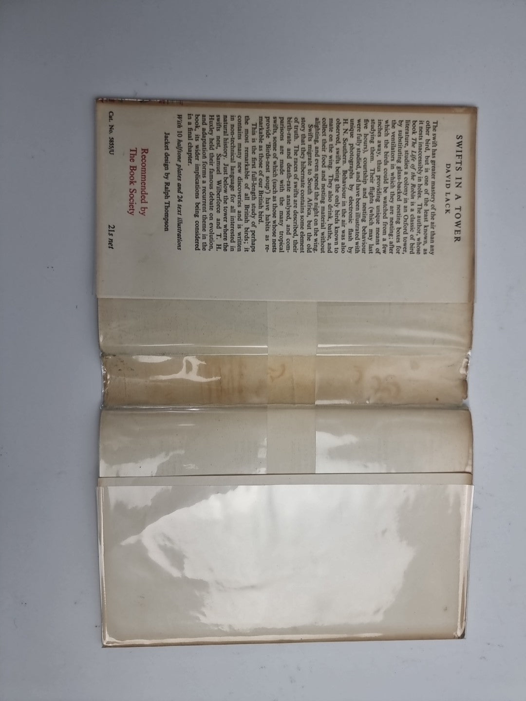 Swifts in a Tower - David Lack - 1956 1st Edition, Fine HB-DJ