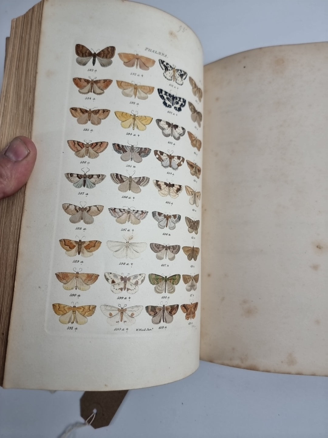 INDEX ENTOMOLOGICUS; or, A COMPLETE ILLUSTRATED CATALOGUE 1854