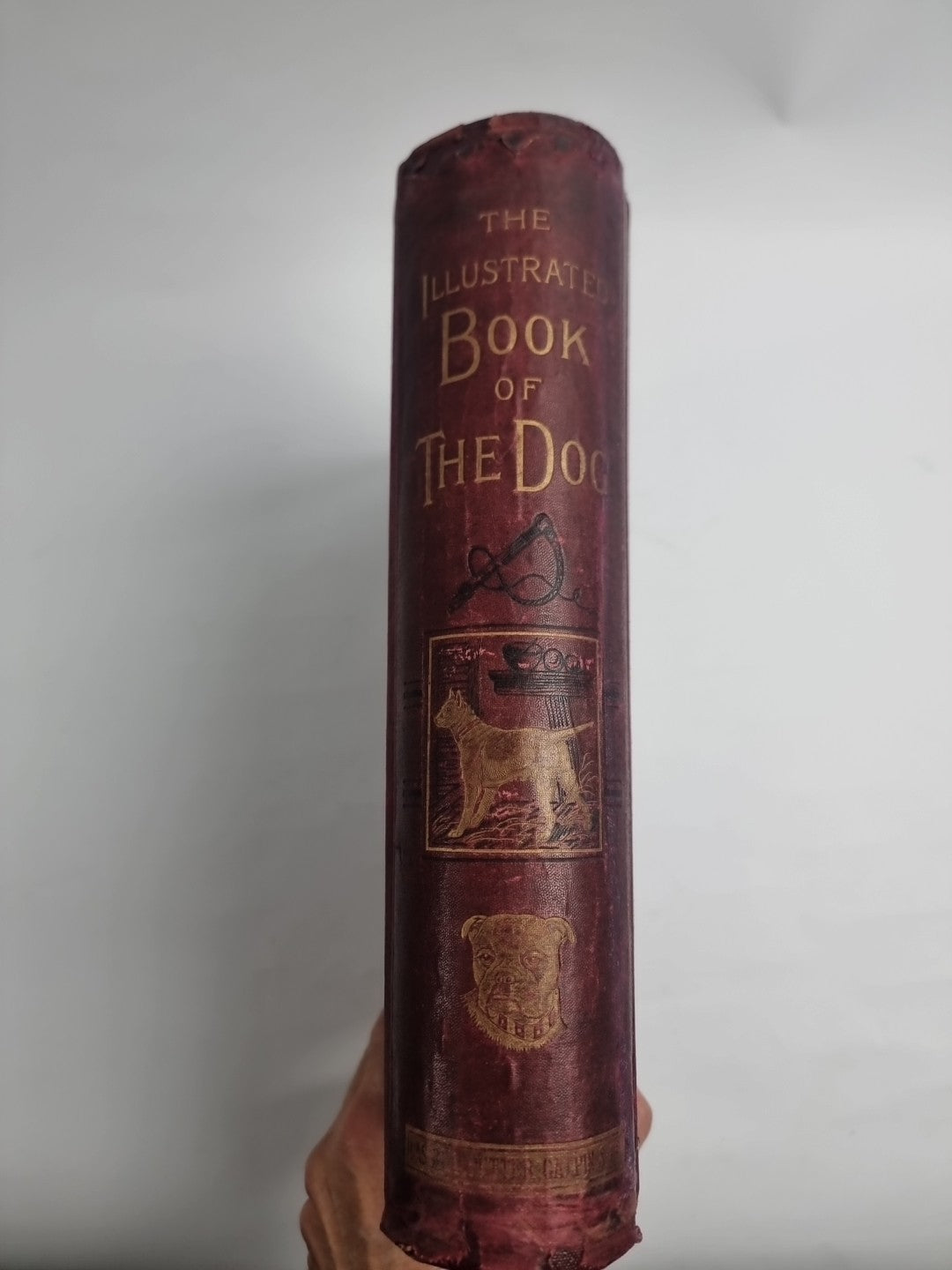 The Illustrated Book of the Dog. SHAW, Vero Kemball 1881 1st Edition