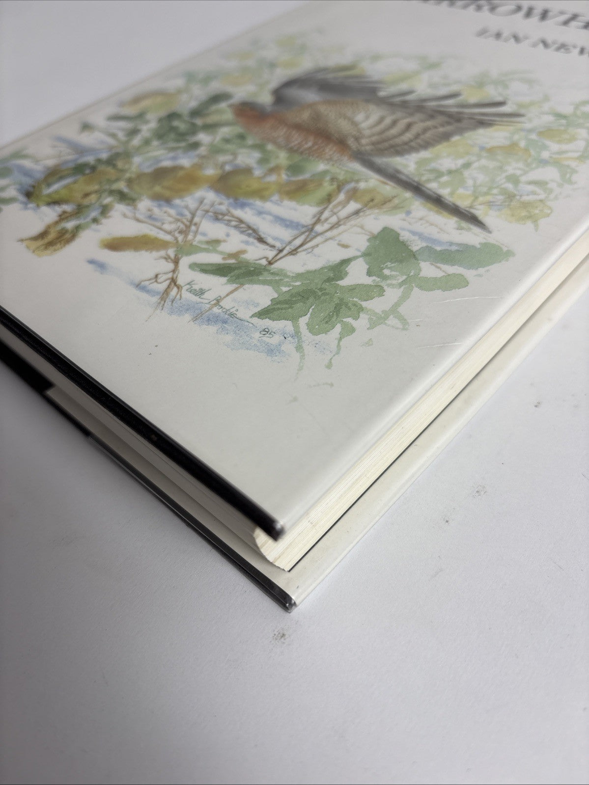The Sparrowhawk by Ian Newton Hardback DJ 1st Edition 1986