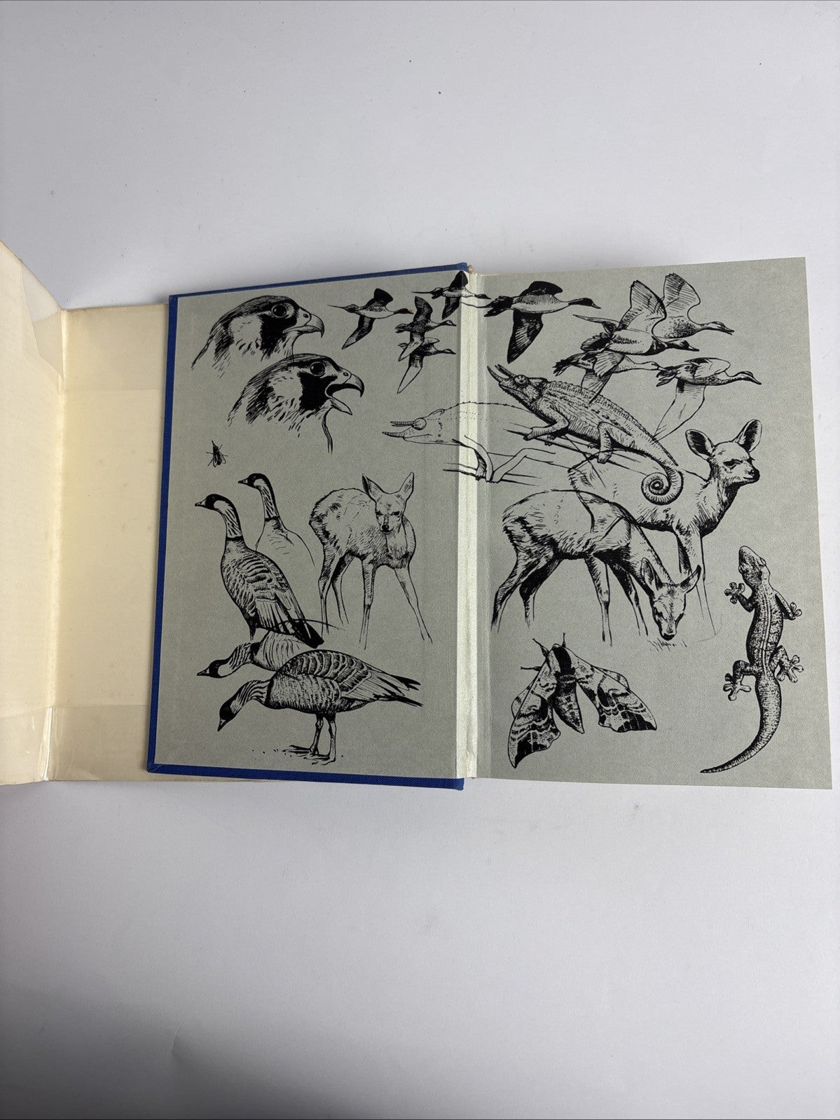 The Eye of the Wind, Peter Scott - First Edition (1961), SIGNED