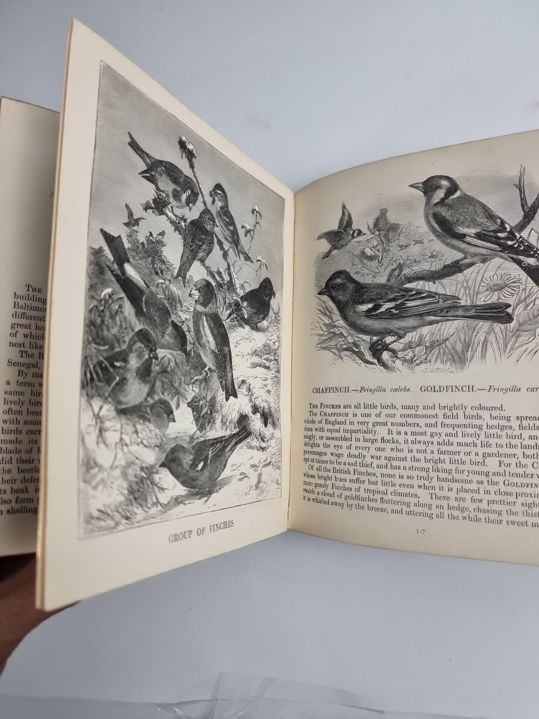 Routledge's Popular Natural History, Rev. J G Wood 1874, 
