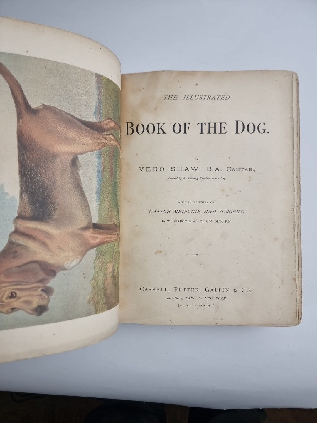 The Illustrated Book of the Dog. SHAW, Vero Kemball 1881 1st Edition