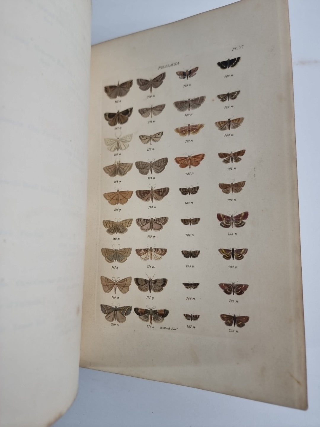 INDEX ENTOMOLOGICUS; or, A COMPLETE ILLUSTRATED CATALOGUE 1854