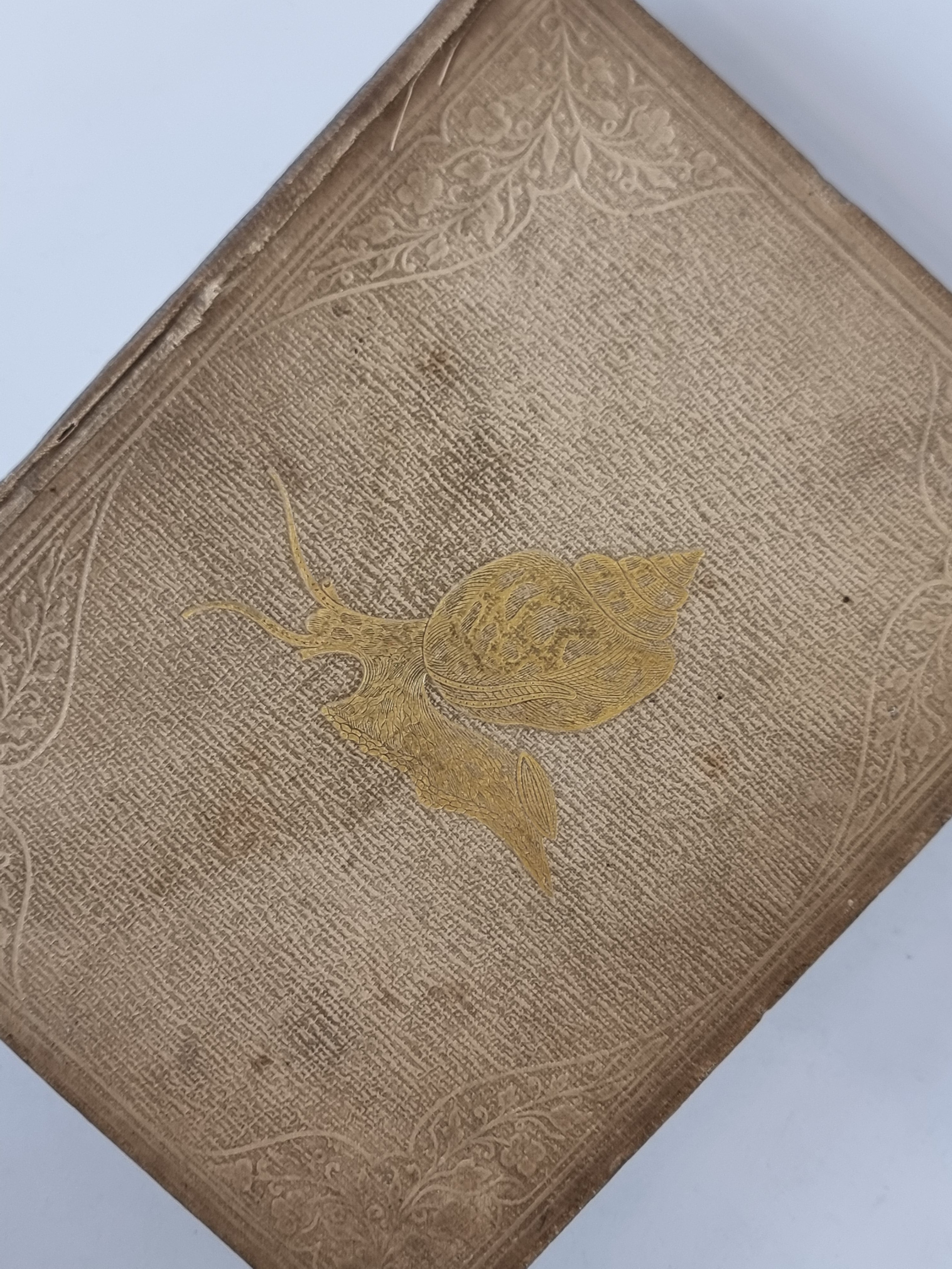 A Popular History of the Mollusca, Mary Roberts — 1st Edition