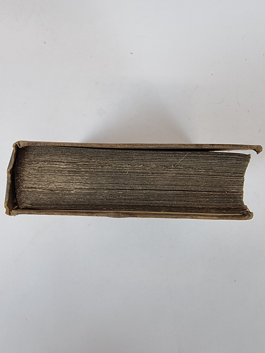 A Popular History of the Mollusca, Mary Roberts — 1st Edition