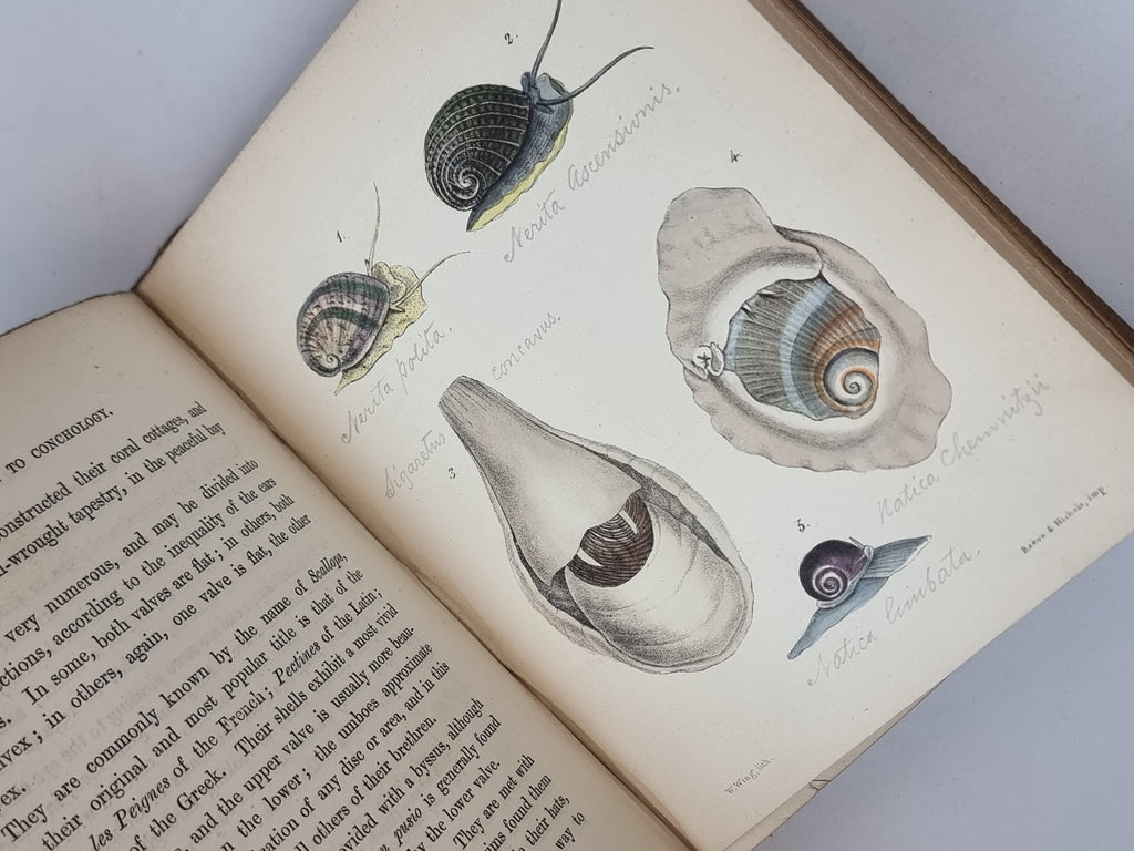 A Popular History of the Mollusca, Mary Roberts — 1st Edition