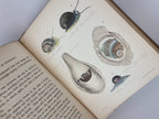 A Popular History of the Mollusca, Mary Roberts — 1st Edition