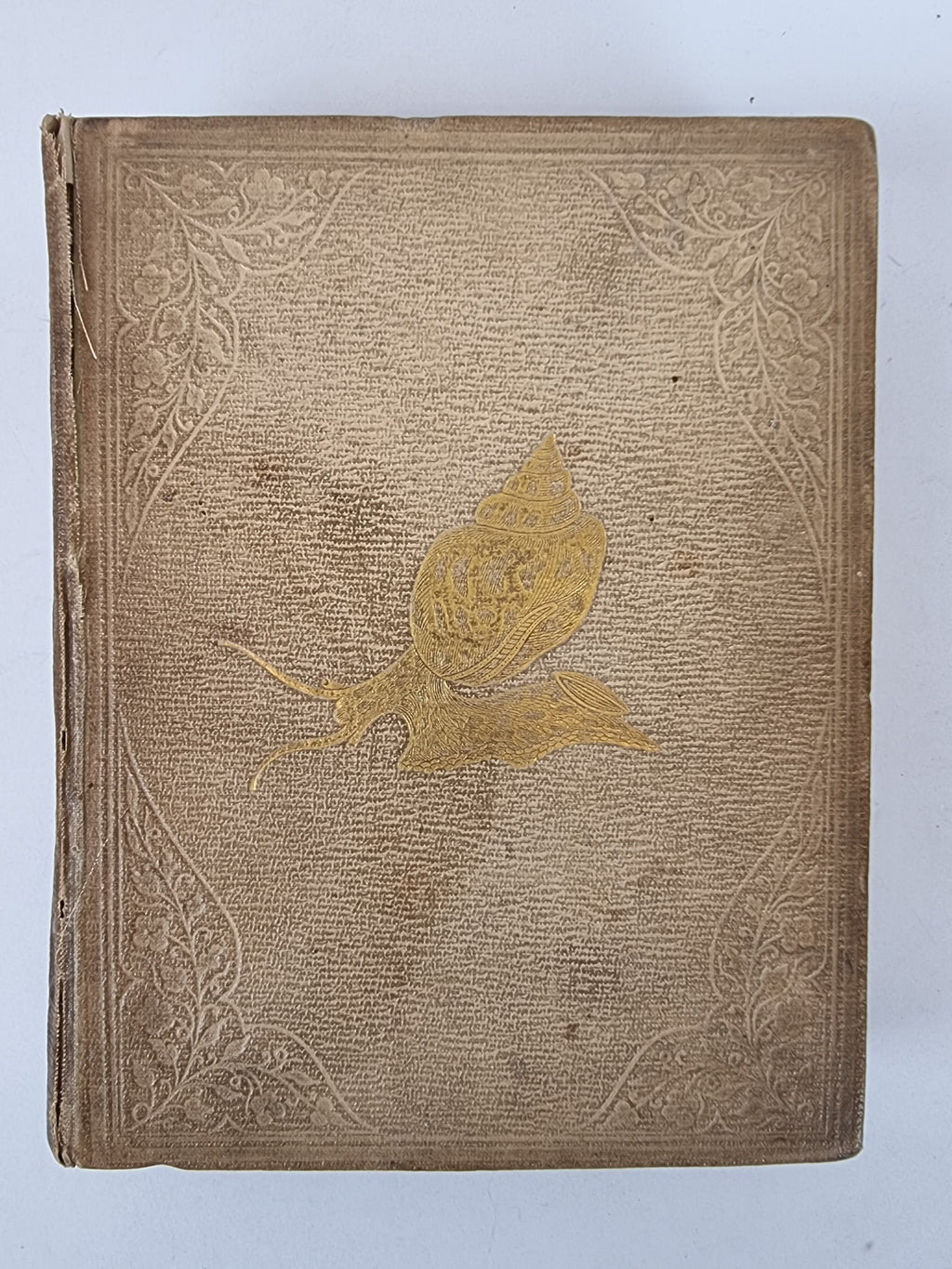 A Popular History of the Mollusca, Mary Roberts — 1st Edition