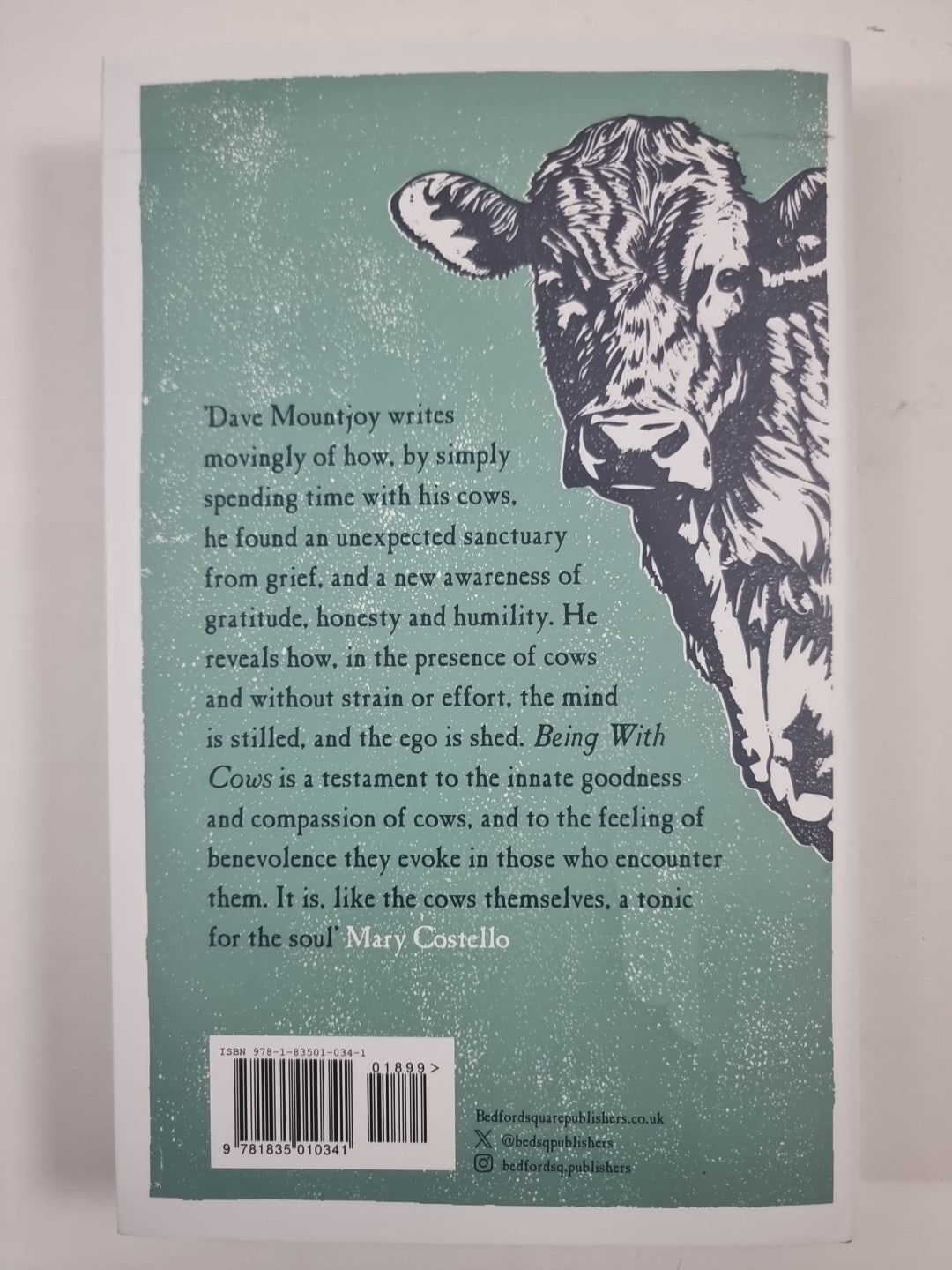 Being With Cows  Dave Mountjoy 