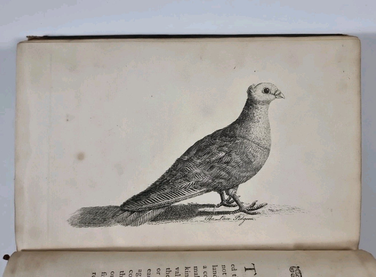 A Treatise on Domestic Pigeons, John Moore 1765 1st Edition, Very Rare