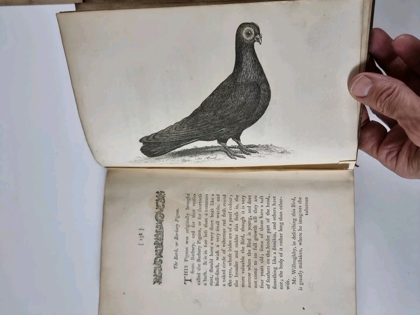 A Treatise on Domestic Pigeons, John Moore 1765 1st Edition, Very Rare
